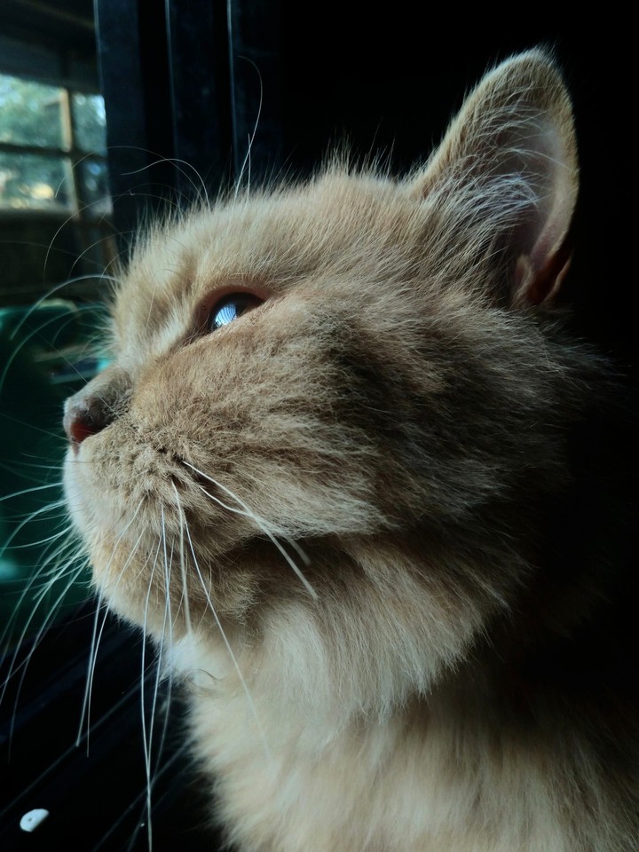 cat