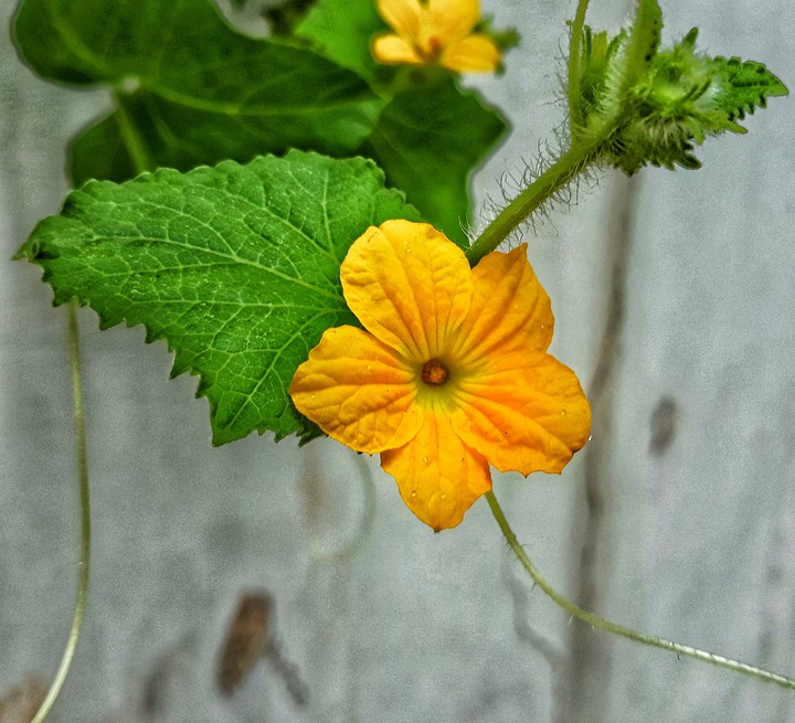 trip_00__graphy/flowers
