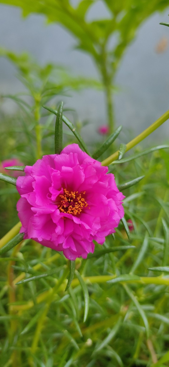 Morning Flower