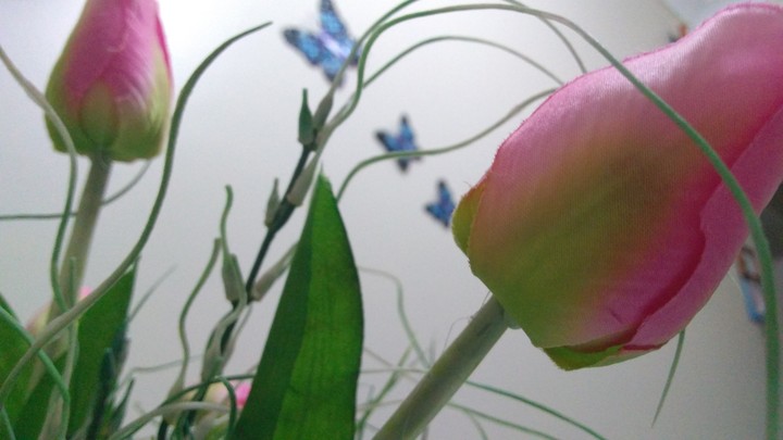 Flores e Borboletas