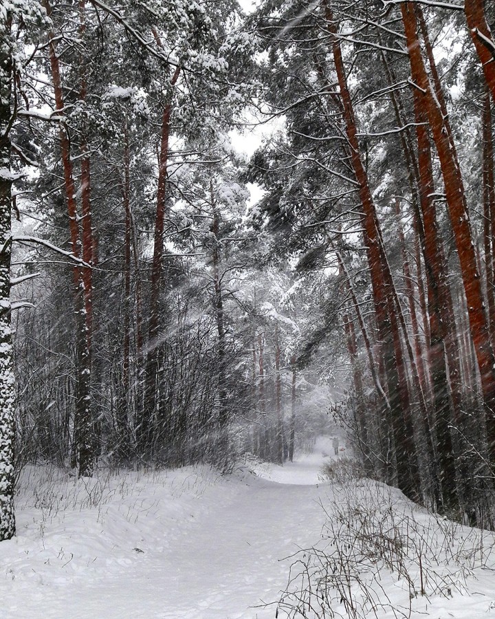 into the woods