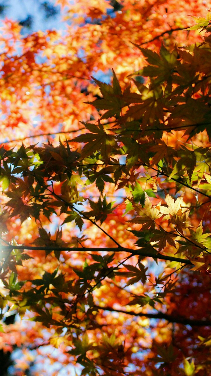 about nature 