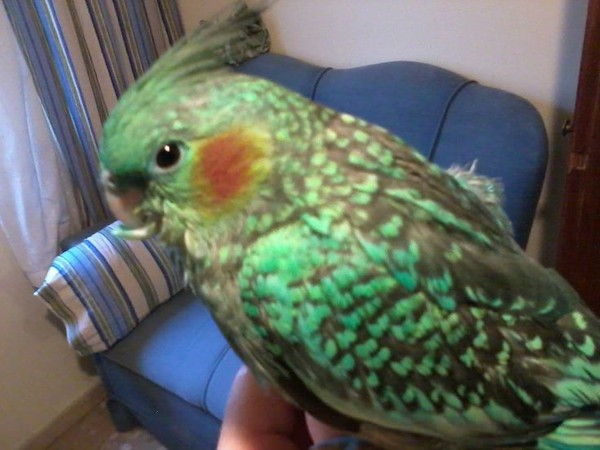 Rare Cocktaiel