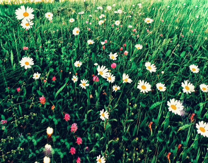 'Blumenwiese'
