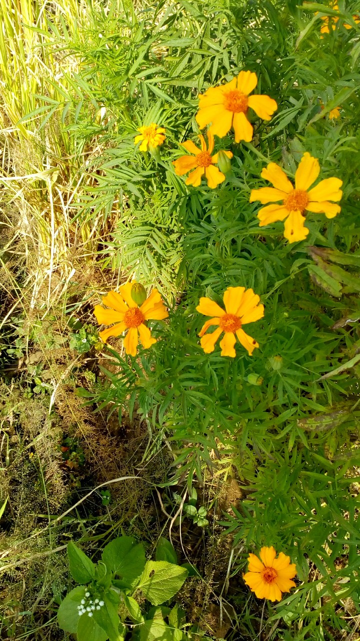 yellow flower