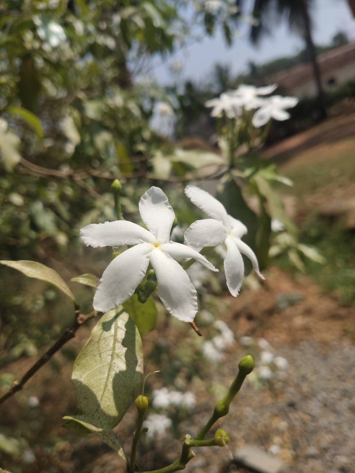 white flower