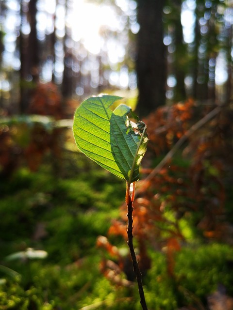 plant, tree Hintergrundbilder