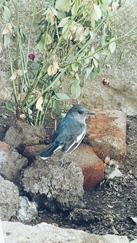 bird