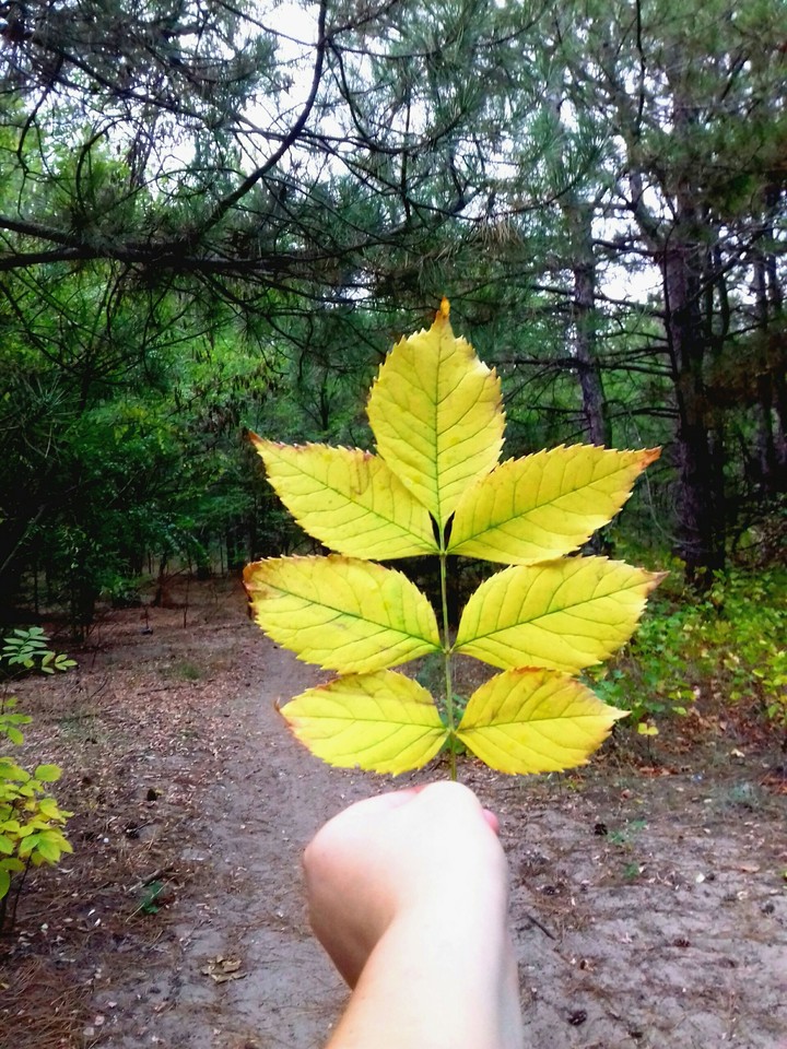 Autumn