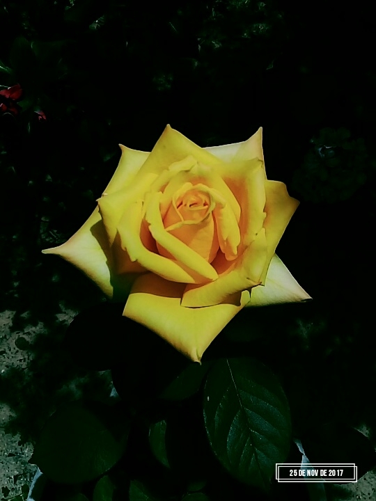 rosa
