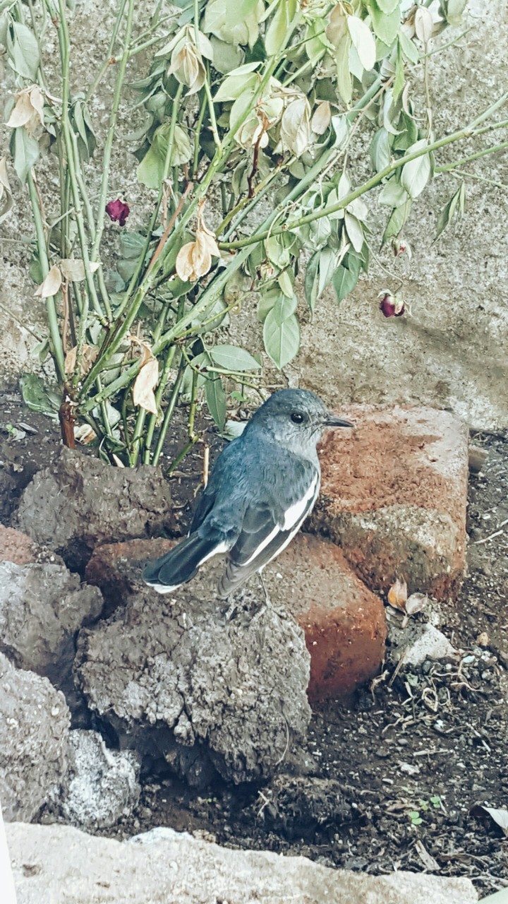 bird