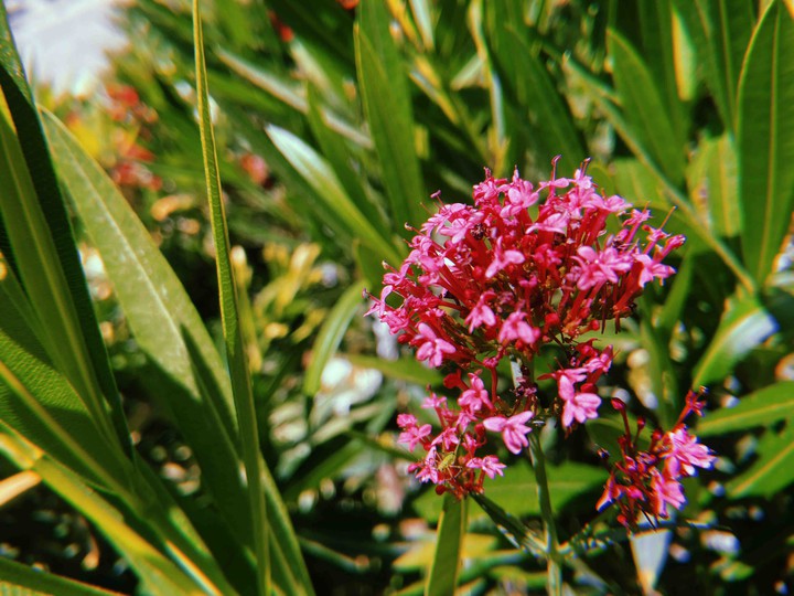 pink flowers