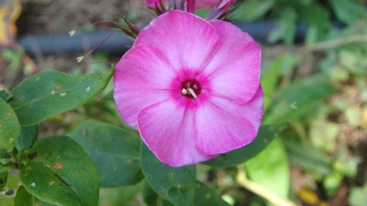 꽃