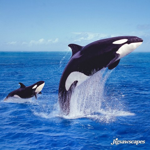 обои cetaceans, Fish