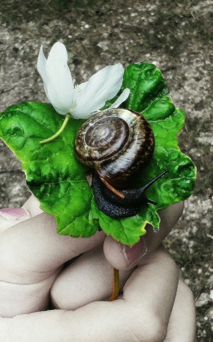 lumaca
