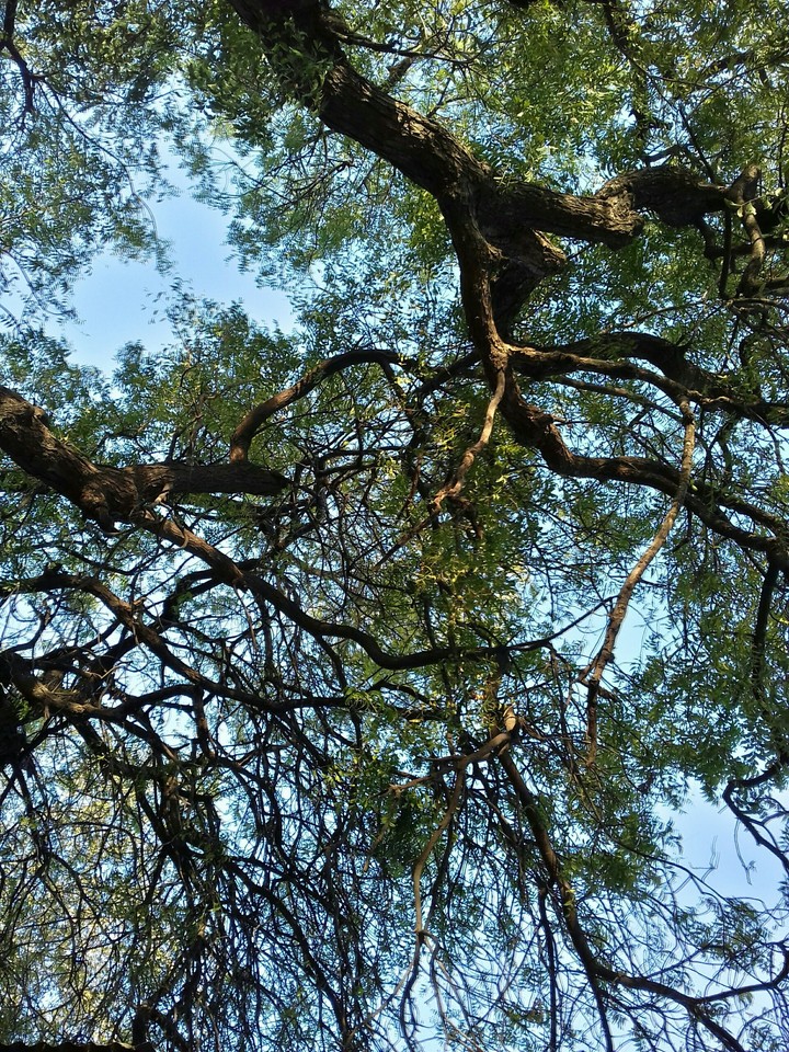 Tree cave