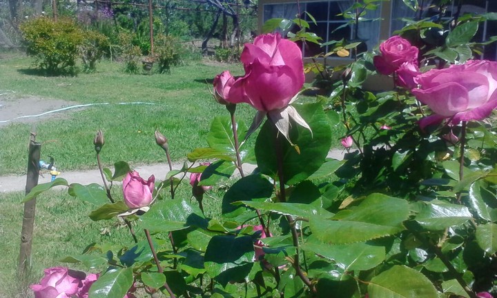 rosas en el campo