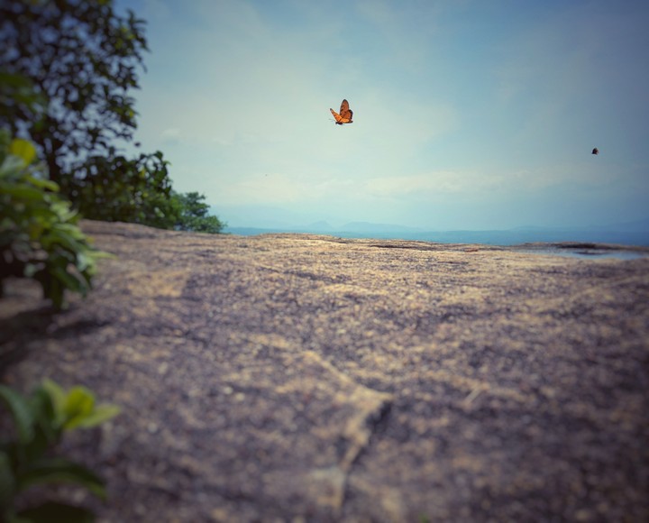 Flying Butterfly