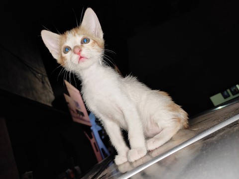 citten
