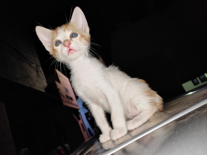 citten