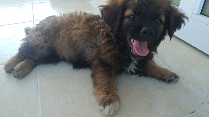 ¡Nala!