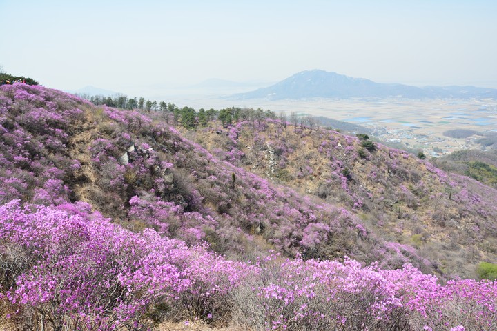 고려산의봄이미지