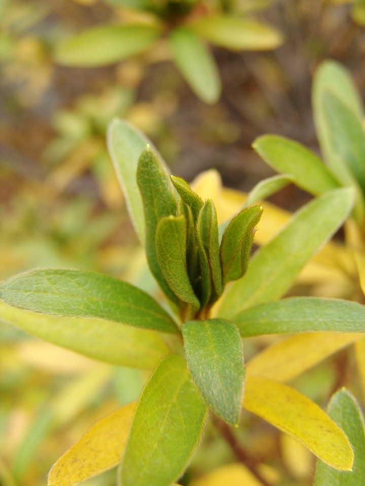 Plant