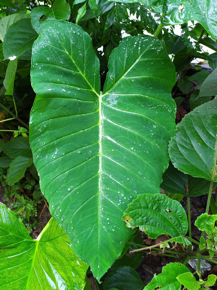 Leaf