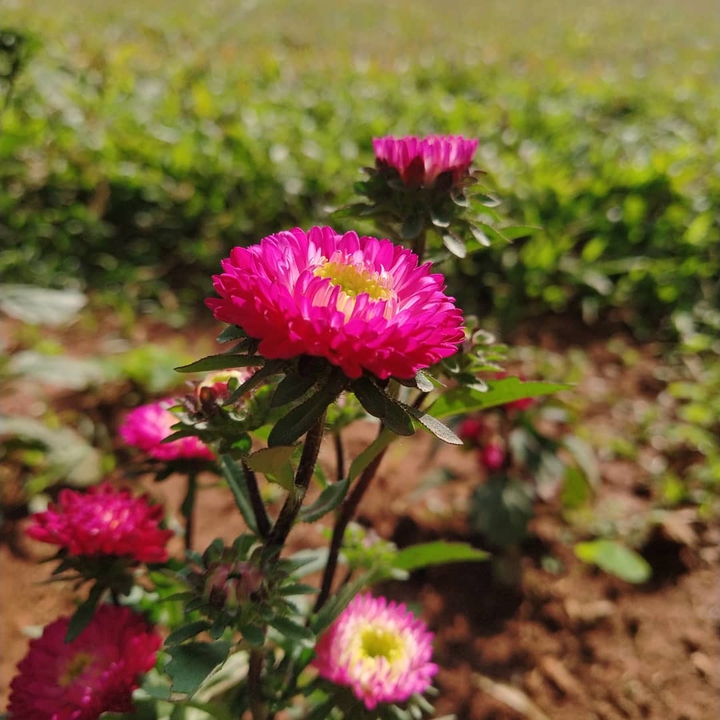 flowers