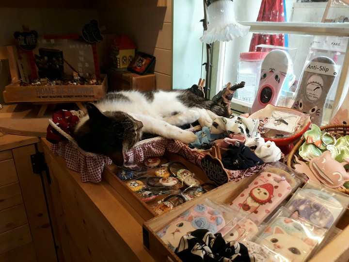 cat