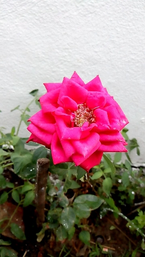 Mornig rose