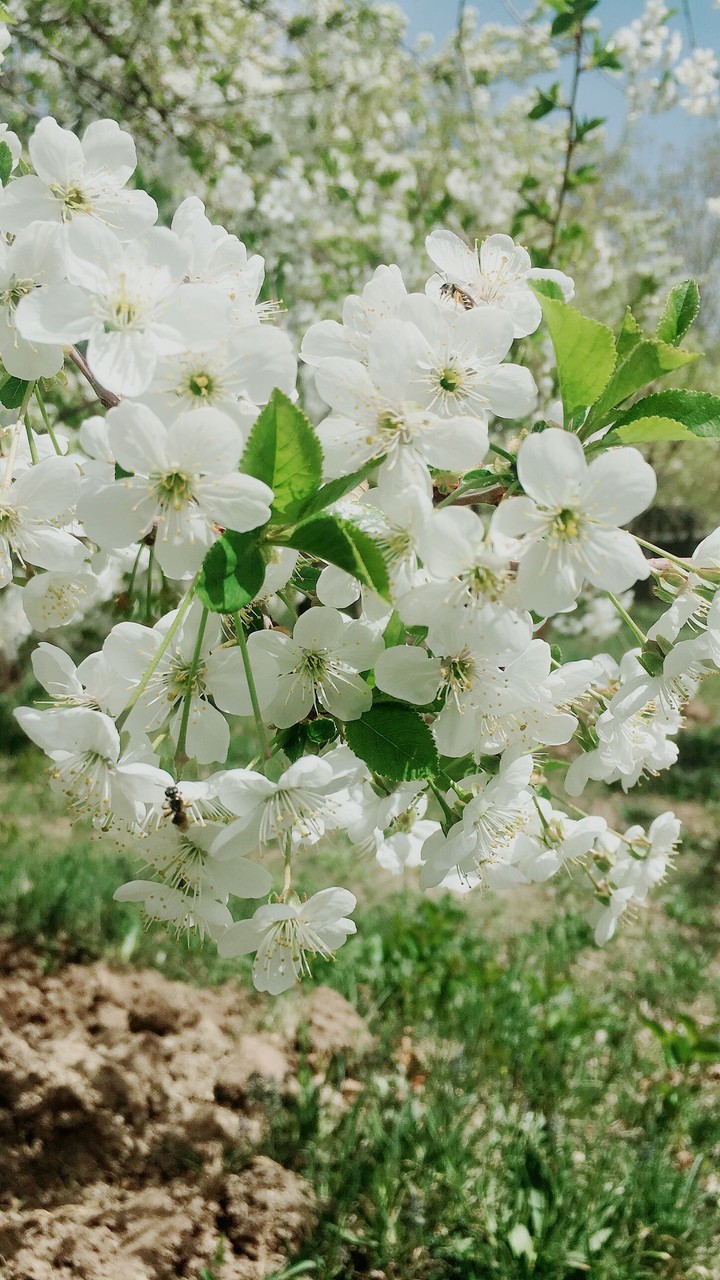 I❤️spring