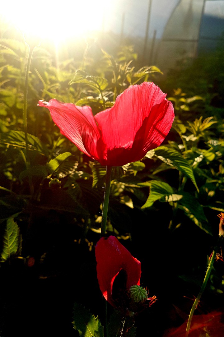 Summer