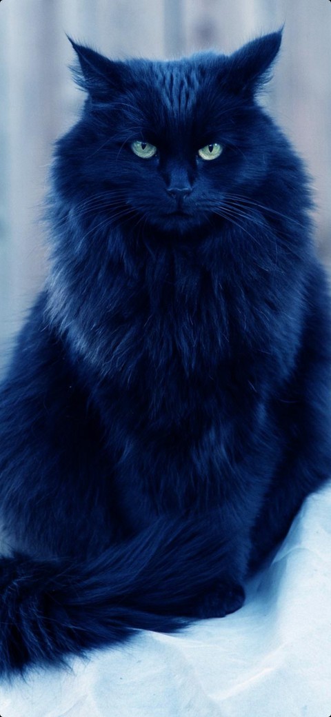 azure, blue duvar kağıtları