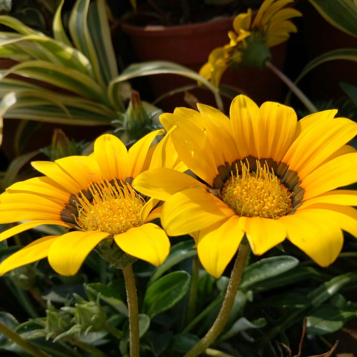 Brightness of life