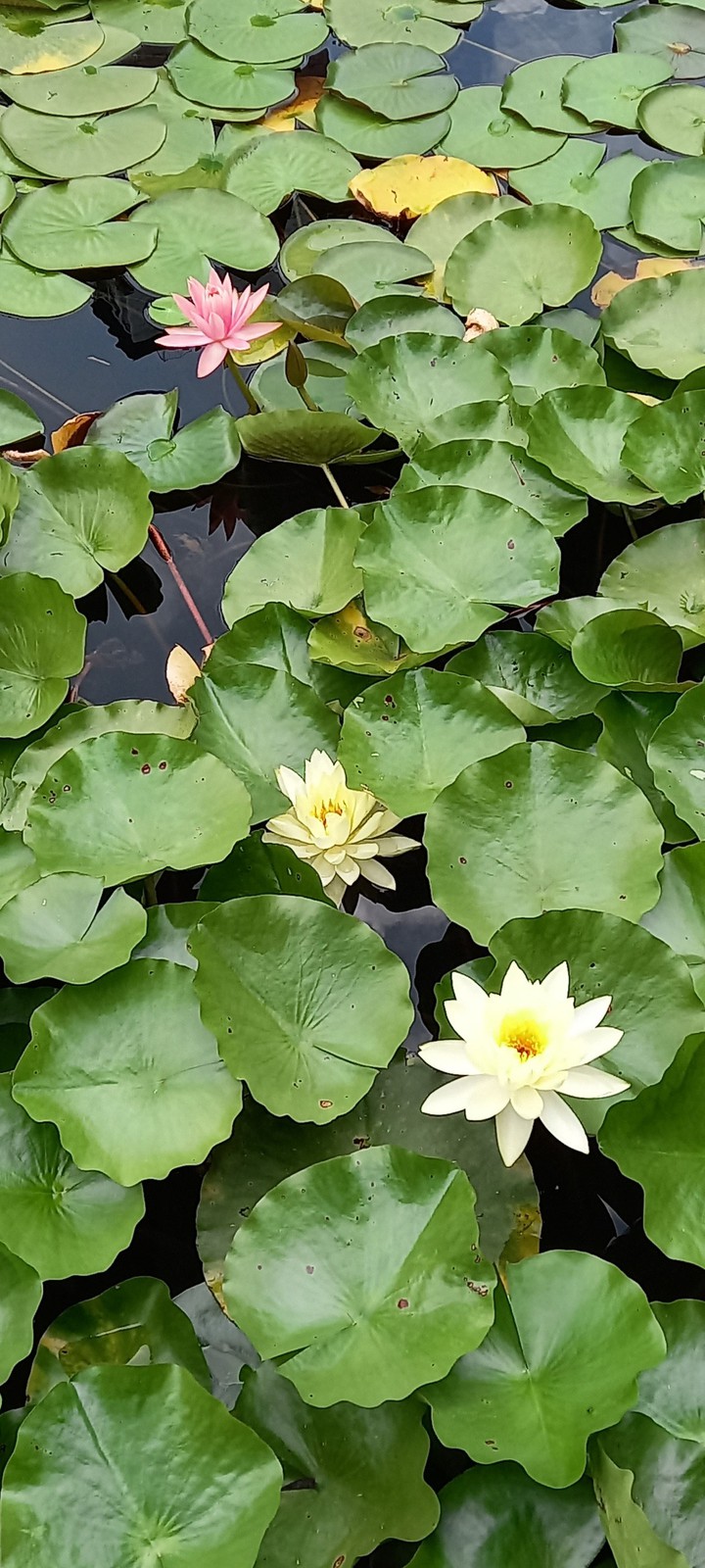 water lily