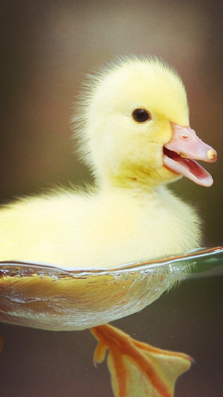 Cute Duck