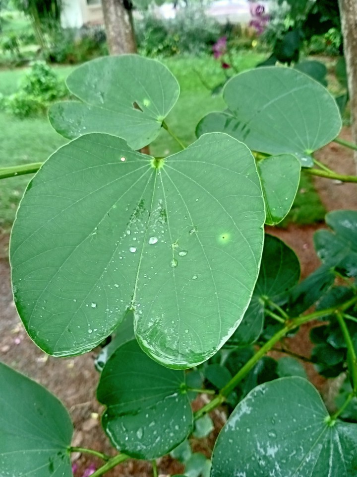 raindrops on leaf