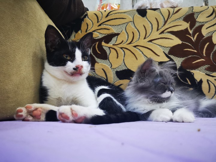 Cats