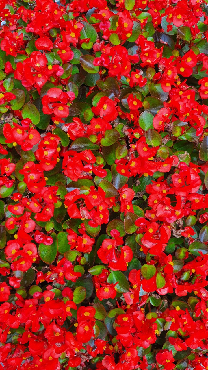 꽃(flower)