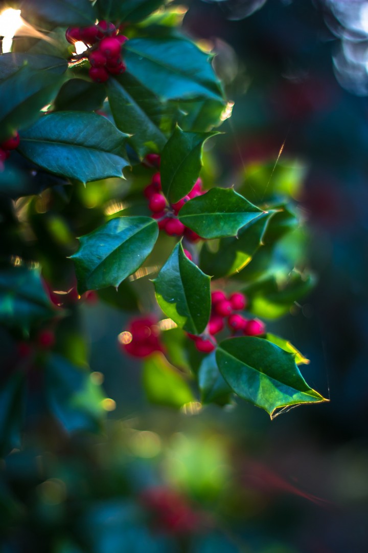 Holly