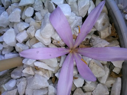 kwiatuszek, flower वॉलपेपर