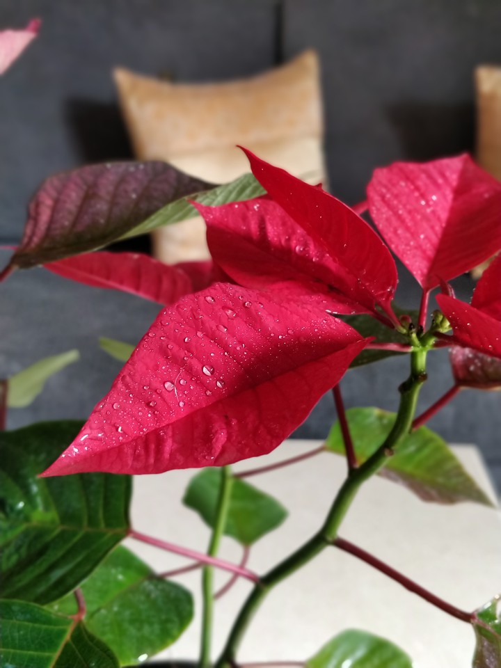 leaves of Love