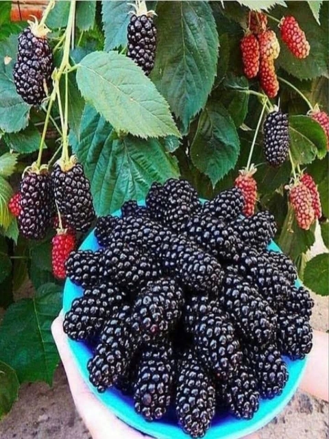 brambles, Ingredient Hintergrundbilder