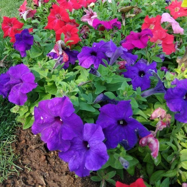 flowers