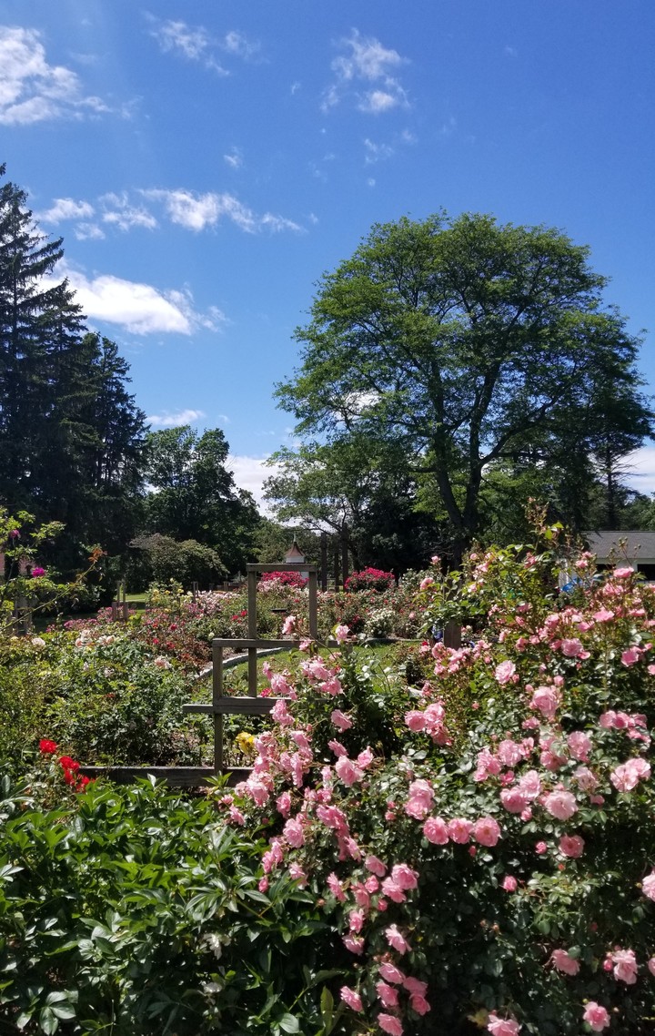 Rose Garden