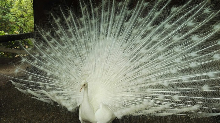 white peacock