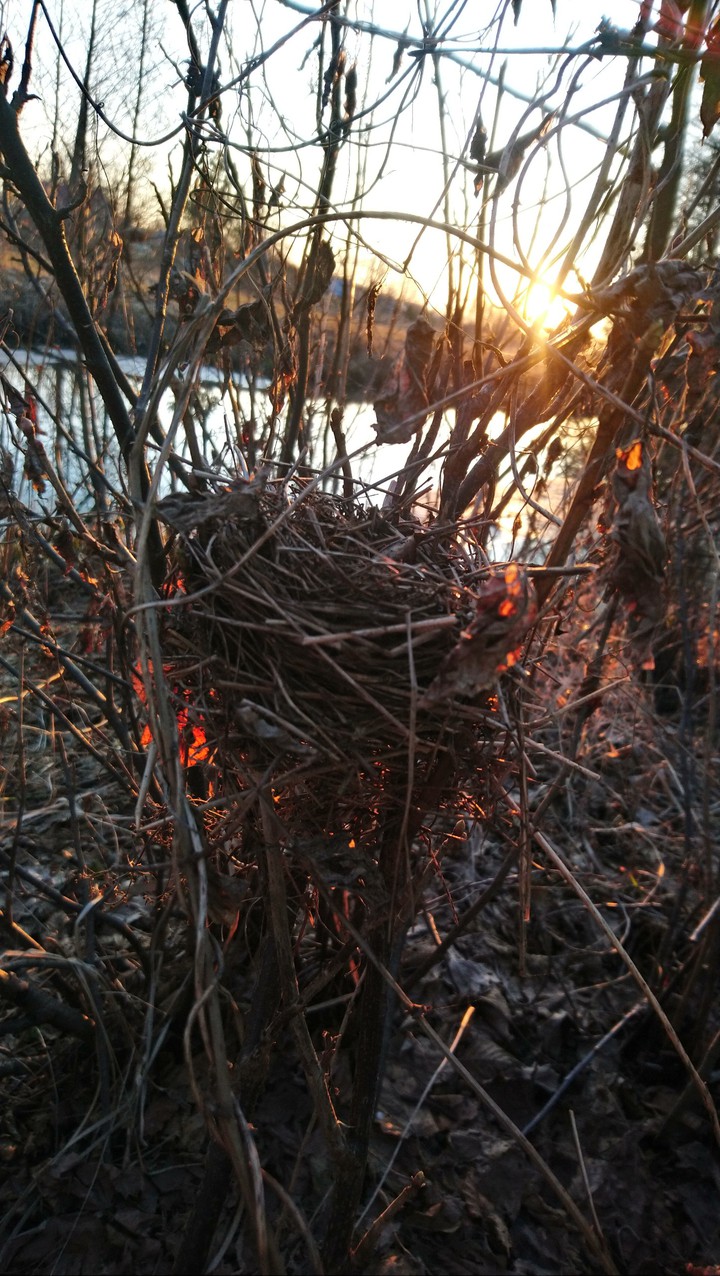 Future bird's home