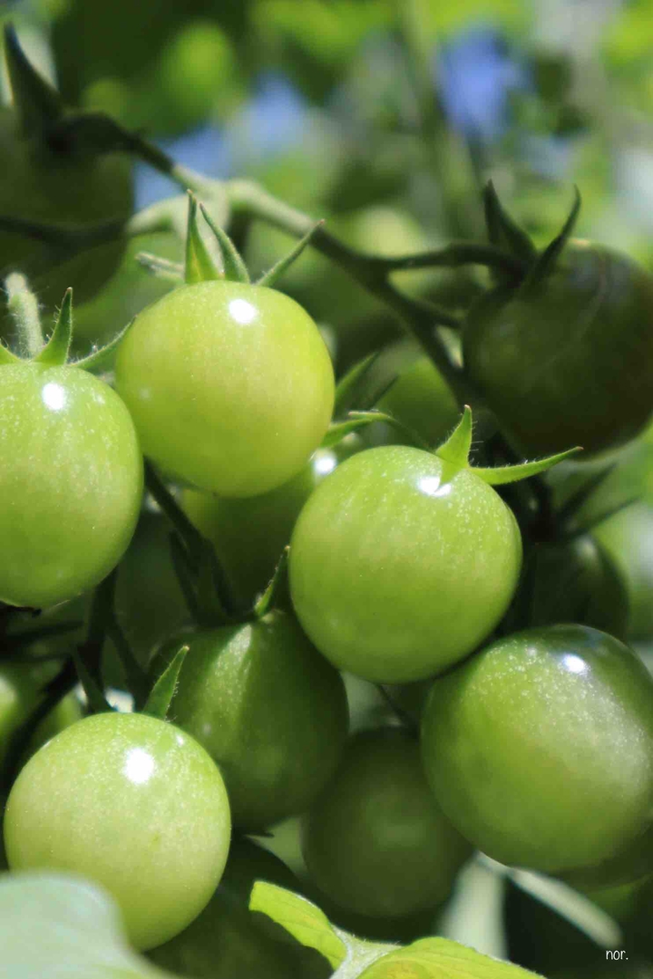 tomato