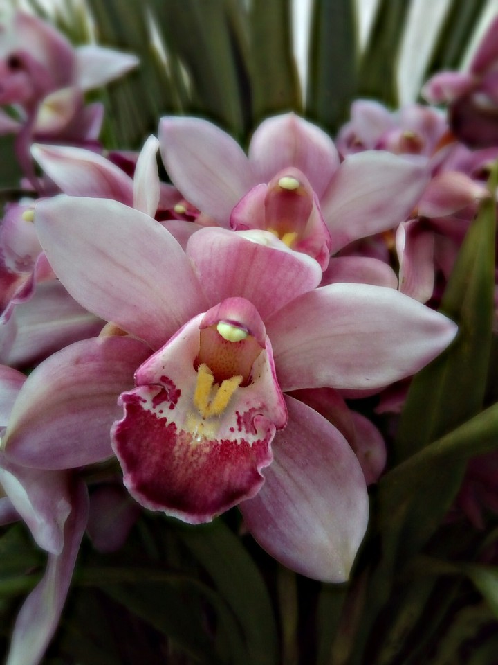 flor